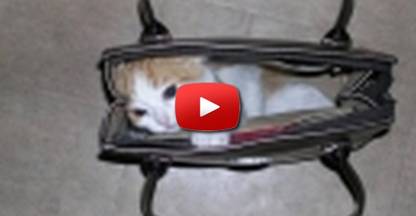 Gato na Bolsa